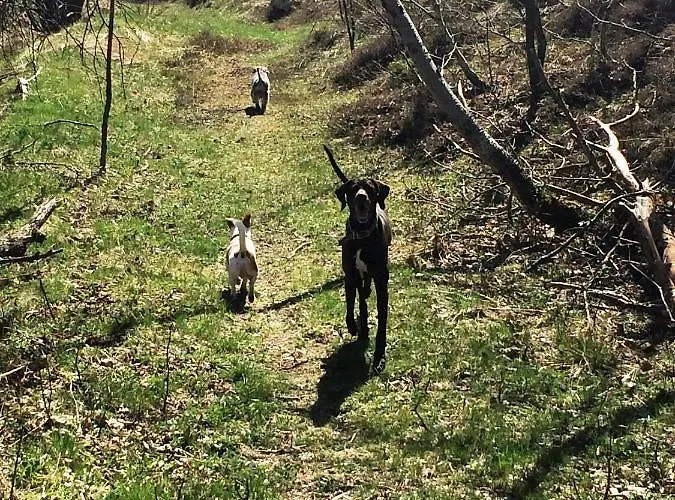 Kuca Pink Feriehus *