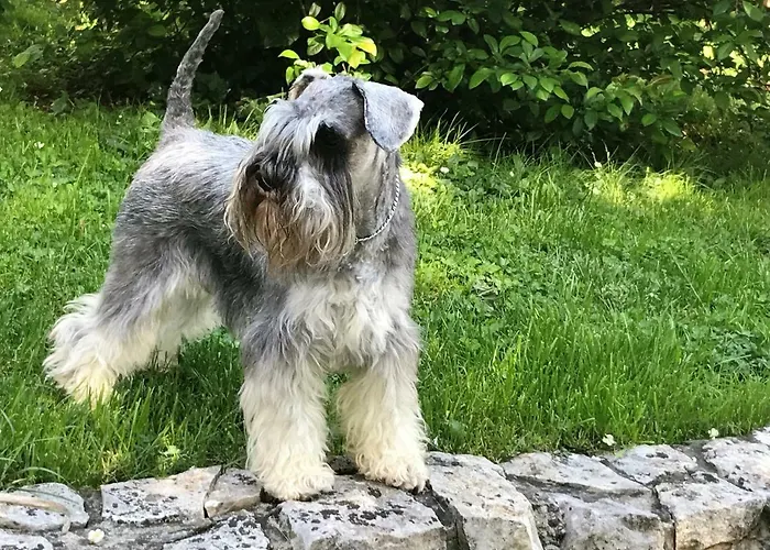 Kuca Pink Mrzla Vodica